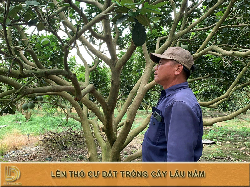 Đất trồng cây lâu năm có lên thổ cư được không? LDLAWYER