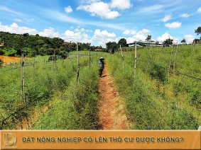 Đất nông nghiệp gồm những loại nào? Có lên thổ cư được không? LDLAWYER